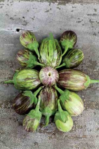 The Travels of the Eggplant